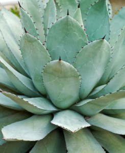 Agave