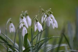 snowdrop-701259_1280