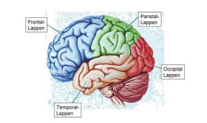 Die-vier-Hauptlappen-Lobi-des-Neokortex-ThinkNeuro